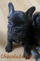 Koda, a male French Bulldog for sale in Debary, FL – 2 of 3
