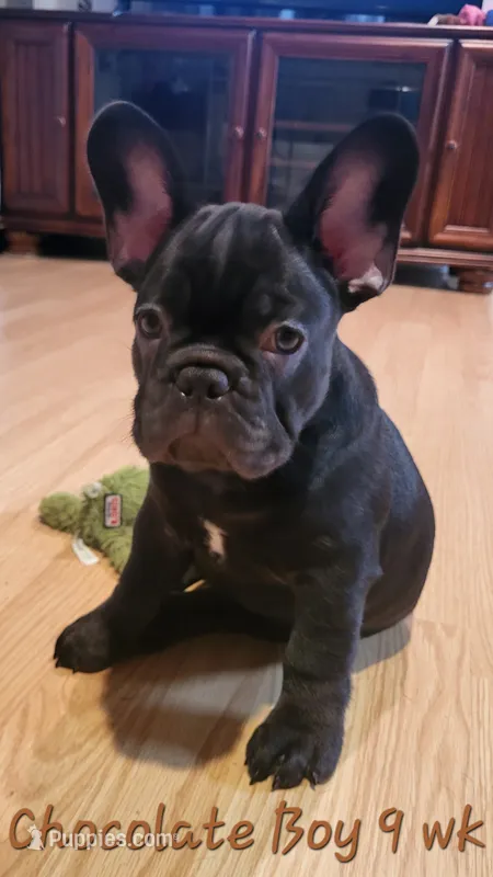 Koda – French Bulldog puppy for sale in Debary, FL