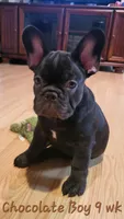 Koda, a male French Bulldog for sale in Debary, FL – 1 of 3