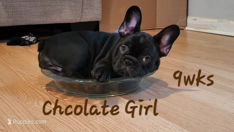 Elinor – French Bulldog puppy for sale in Debary, FL