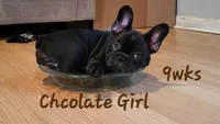 Elinor, a female French Bulldog for sale in Debary, FL – 1 of 6