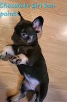 Chloe, a female French Bulldog for sale in Debary, FL – 3 of 5