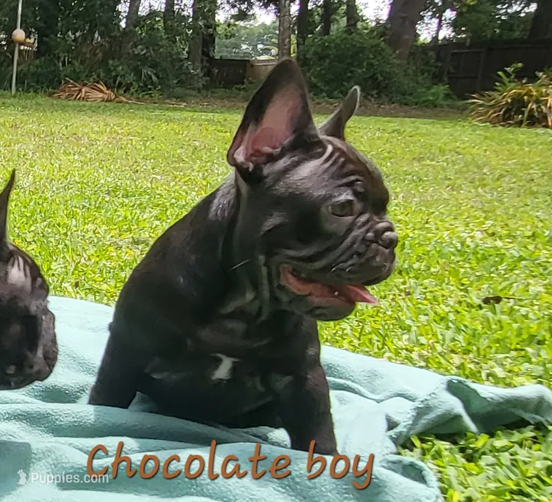 Koda – French Bulldog puppy for sale in Debary, FL