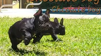 Elinor, a female French Bulldog for sale in Debary, FL – 10 of 10