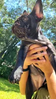 Elinor, a female French Bulldog for sale in Debary, FL – 7 of 10