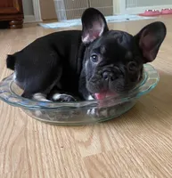 Chloe, a female French Bulldog for sale in Debary, FL – 5 of 5
