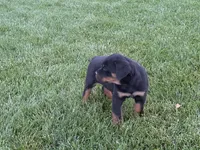 Marco, a male Rottweiler for sale in Bremen, IN – 2 of 4