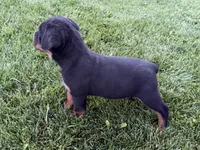 Marco, a male Rottweiler for sale in Bremen, IN – 3 of 4