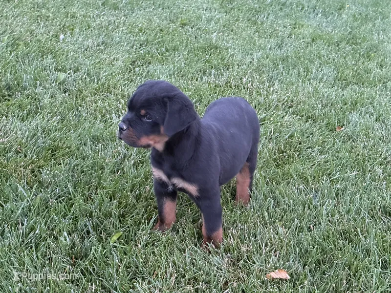 Marco – Rottweiler puppy for sale in Bremen, IN