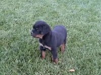 Marco, a male Rottweiler for sale in Bremen, IN – 1 of 4