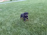 Marco, a male Rottweiler for sale in Bremen, IN – 4 of 4