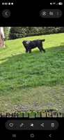 Bear, a male Newfoundland for sale in Sweet Home, OR – 4 of 6