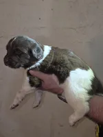 Puppy number 5, a female Newfoundland for sale in Sweet Home, OR – Photo 3 of 5