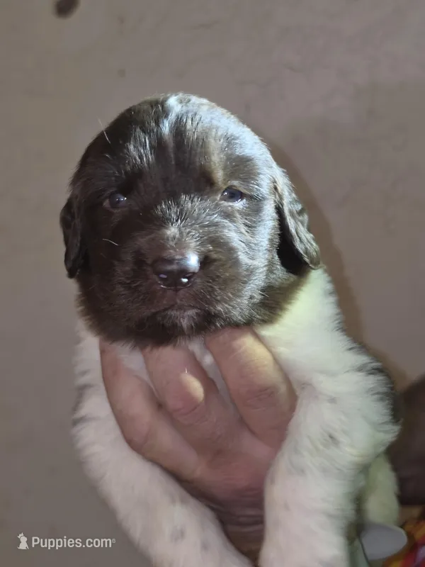 Puppy number 5 – Newfoundland puppy for sale in Sweet Home, OR