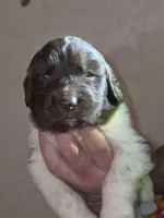 Puppy number 5, a female Newfoundland for sale in Sweet Home, OR – Photo 1 of 5