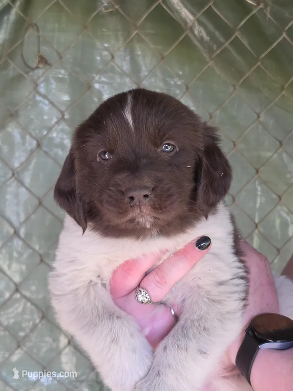 light green collar – Newfoundland puppy on hold in Sweet Home, OR