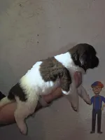 Puppy number 5, a female Newfoundland for sale in Sweet Home, OR – Photo 2 of 5