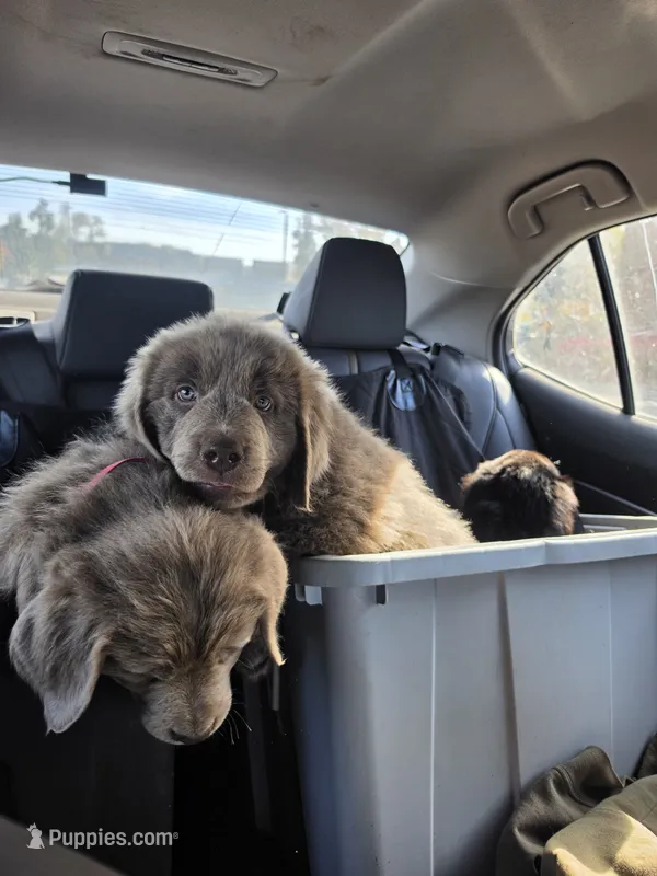 Blue collar – Newfoundland puppy for sale in Sweet Home, OR