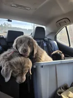 Blue collar, a female Newfoundland for sale in Sweet Home, OR – 1 of 7