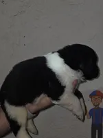 Puppy number 6, a male Newfoundland for sale in Sweet Home, OR – Photo 3 of 5