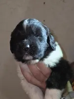 Puppy number 6, a male Newfoundland for sale in Sweet Home, OR – Photo 1 of 5