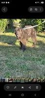 Blue collar, a female Newfoundland for sale in Sweet Home, OR – 6 of 7