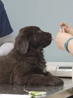 Brown, a female Newfoundland for sale in Sweet Home, OR – Photo 1 of 7