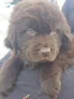 Brown, a female Newfoundland for sale in Sweet Home, OR – Photo 2 of 7