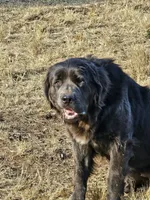 Brown, a female Newfoundland for sale in Sweet Home, OR – Photo 4 of 7