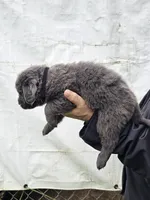 Cinder litter puppy2, a male Newfoundland for sale in Sweet Home, OR – Photo 3 of 5