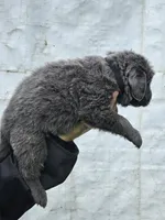 Cinder litter puppy2, a male Newfoundland for sale in Sweet Home, OR – Photo 1 of 5