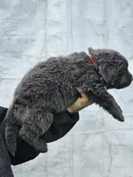 Cinder Puppy 1, a male Newfoundland for sale in Sweet Home, OR – Photo 3 of 5