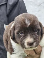 nova Puppy 5, a female Newfoundland for sale in Sweet Home, OR – Photo 4 of 9
