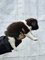 nova Puppy 5, a female Newfoundland for sale in Sweet Home, OR – Photo 3 of 9