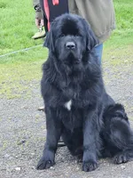 nova Puppy 5, a female Newfoundland for sale in Sweet Home, OR – Photo 6 of 9