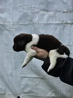 nova Puppy 5, a female Newfoundland for sale in Sweet Home, OR – Photo 5 of 9