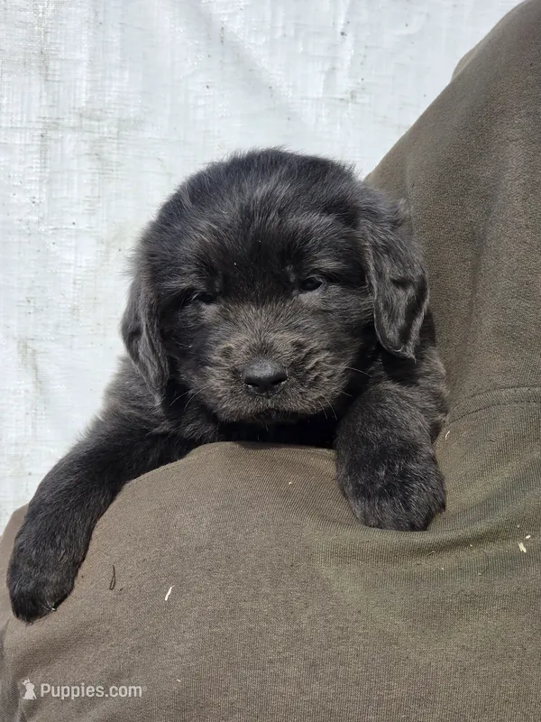 Black collar – Newfoundland puppy for sale in Sweet Home, OR