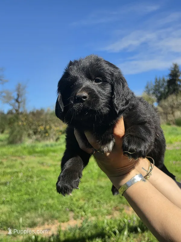 dark blue collar – Newfoundland puppy for sale in Sweet Home, OR
