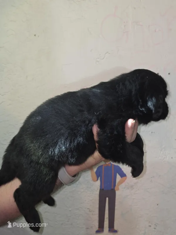 Puppy number 11 – Newfoundland puppy for sale in Sweet Home, OR