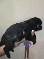 Puppy number 11, a female Newfoundland for sale in Sweet Home, OR – Photo 1 of 6