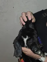 Puppy number 11, a female Newfoundland for sale in Sweet Home, OR – Photo 4 of 6