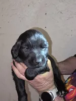 Puppy number 11, a female Newfoundland for sale in Sweet Home, OR – Photo 3 of 6
