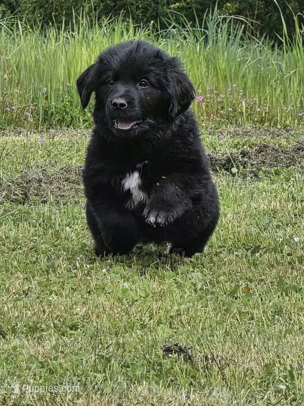 dark blue collar – Newfoundland puppy for sale in Sweet Home, OR
