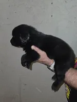 Puppy number 11, a female Newfoundland for sale in Sweet Home, OR – Photo 2 of 6