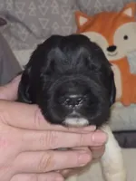 Green Collar, a female Newfoundland for sale in Sweet Home, OR – 3 of 3