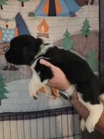 Green Collar, a female Newfoundland for sale in Sweet Home, OR – 2 of 3
