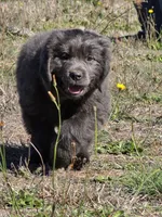 Blue collar, a female Newfoundland for sale in Sweet Home, OR – 2 of 7