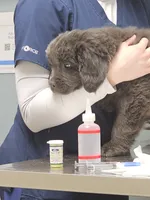 Grey, a female Newfoundland for sale in Sweet Home, OR – Photo 2 of 8