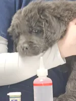 Grey, a female Newfoundland for sale in Sweet Home, OR – Photo 3 of 8