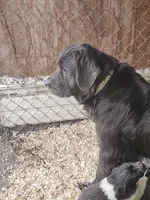 Grey, a female Newfoundland for sale in Sweet Home, OR – Photo 7 of 8